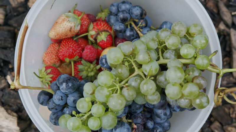 Fruits - Natural Remedies