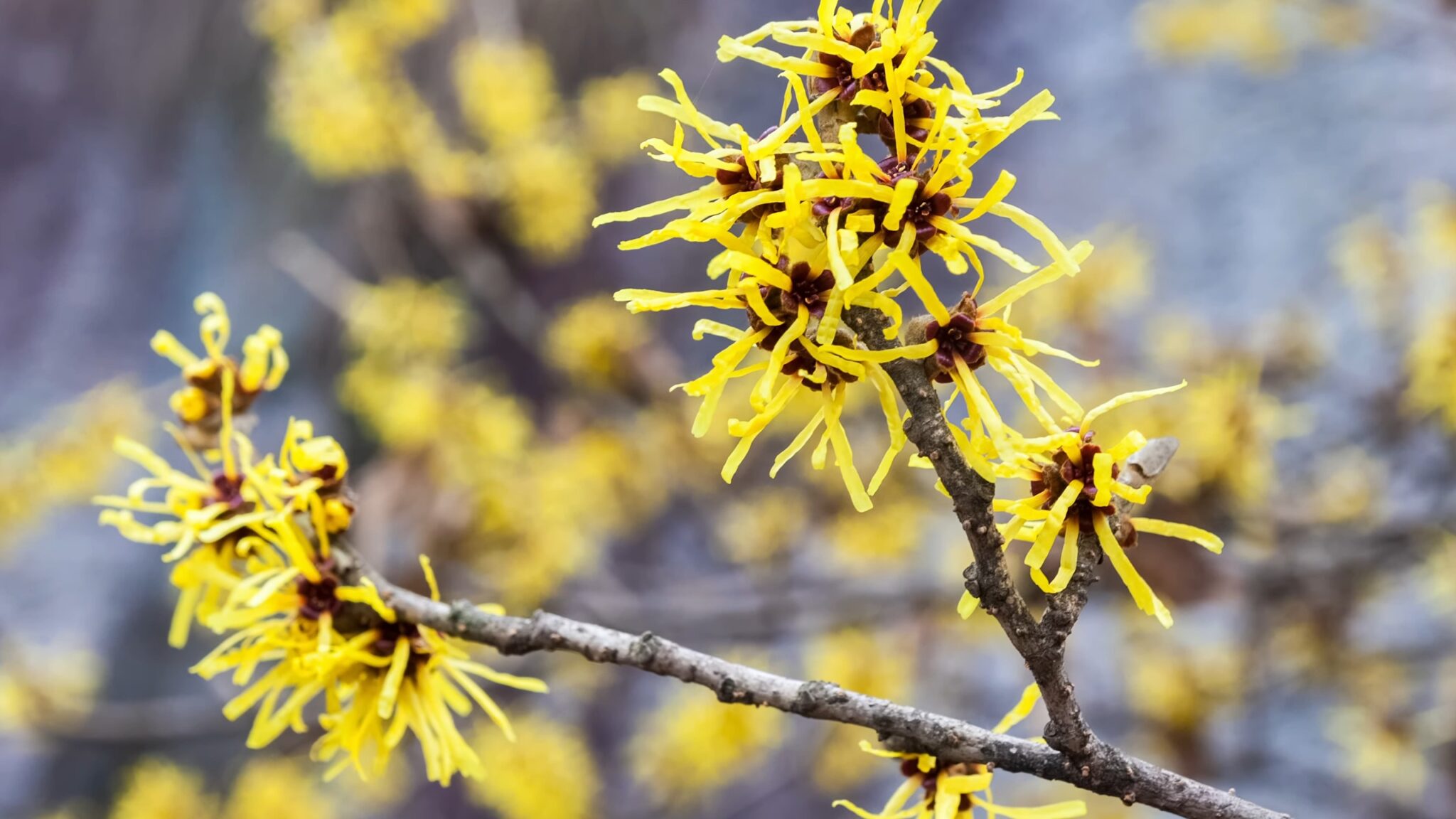 Can You Use Witch Hazel On Your Vagina nowrx.com